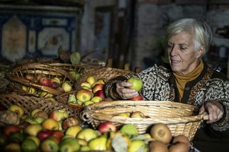 Fotky: Hledá „zapomenuté“ ovoce. Staré odrůdy mohou lépe zvládat výkyvy počasí - Seznam Zprávy