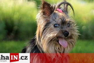 prahain.cz/zivot-v-cesku/povinna-evidence-psu-zacina-ceny-u-veterinaru-se-lisi-27870.html?utm_source=www.seznam.cz&utm_medium=seznam_distribuce&utm_campaign=lide