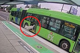 Málem to nestihly. Do autobusu MHD v Oregonu nastoupily dvě kozy - Novinky