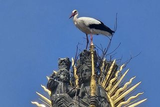 Na hlavě Panny Marie si čápi v Broumově staví hnízdo - Novinky