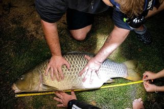 Kapitální úlovek. Z jezera vytáhl metr dlouhého kapra