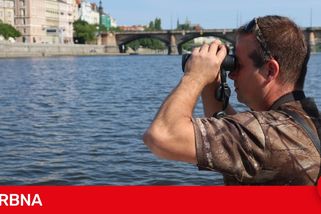Z centra Prahy záhadně zmizelo 150 labutí. Plzeňští experti pátrají po jejich osudu
