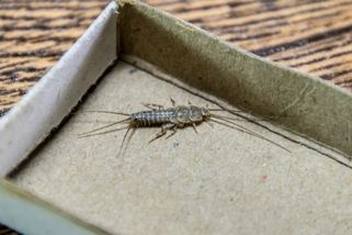 Vypořádejte se s otravnými rybenkami. Mají rády špínu, ale jen úklid nepomůže. Zkuste bramboru