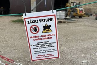Slintavka a kulhavka ohrožuje chovy. Další farmu na Berounsku museli uzavřít