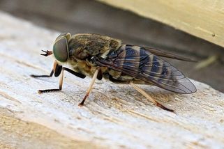 Obří ovád, kterého se bojí koně i lidé. Kůži místo bodnutí řeže, krev pijí samice. Měří až 2,5 cm - Médium.cz