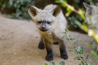 Roztomiláčci týdne: V Zoo Praha dovádějí nová mláďata psů ušatých