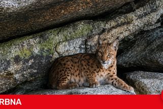 Amálka zázračně přežila střet s autem. Rysice ze Šumavy odchovala šest vrhů koťat