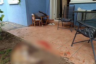 Medvěd zabil psa na Slovensku přímo na dvoře domu - Novinky