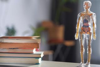 Kvíz o lidském těle: Kolik máte kostí nebo zubů? Ověřte si, co si ještě pamatujete ze školy