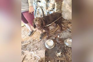 Tonda byl rok uvázaný na metrovém řetězu. Psa z Tachovska vysvobodil až záchranář - Novinky