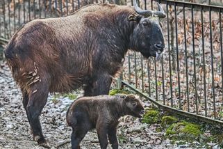 To nebudeme tolerovat, zuří v brněnské zoo. Nepochopitelné chování návštěvníka ukazují záběry