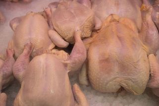 Na Slovensku zachytili přes půl tuny kuřat s pesticidy dodaných z Česka - Novinky