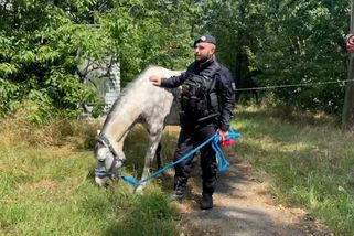 Policisté na okraji Prahy chytili zatoulaného koně. Postával u autobusové zastávky - Novinky