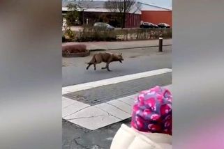 Video: Vlk si zašel do Lidlu, video z Německa se stalo hitem | Svět