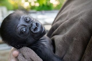 Gorile se zastavil porod, tak jí přišli pomoct lékaři z lidské nemocnice. Zdravý syn váží 2,5 kila
