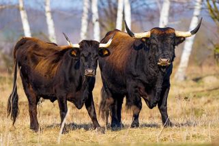 Návrat pratura i zubrů do české přírody. Pomáhají přírodě odolávat změně klimatu - Seznam Zprávy