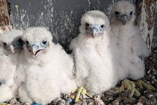 V Dukovanech se vylíhla čtyři sokolí mláďata. Ohrožený druh tam prospívá