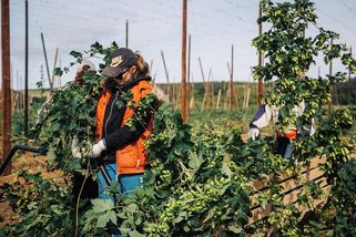 Dříve povinná brigáda, dnes návrat za partou. Studenti stále jezdí na chmel - Seznam Zprávy