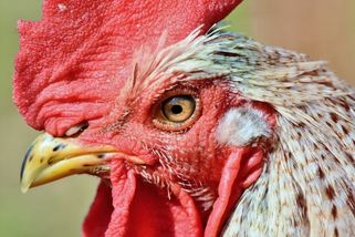 V malochovu na Strakonicku je ptačí chřipka, letos páté ohnisko nákazy v ČR