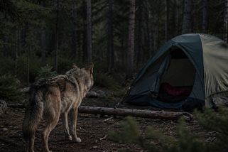 V noci ho ze spacáku vytáhl vlk. Jedenáctiletý Zachariah jako zázrakem útok predátora přežil - Médium.cz