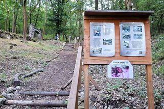 Sršni řádí podél cesty na Bořeň na Teplicku, turisté mají po jejich bodnutí alergickou reakci - Novinky