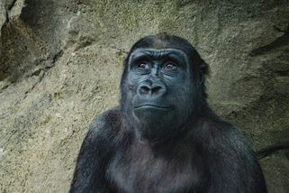 Nejhorší zoo v ČR pro rok 2026: Kritika od Čechů sílí, na tato 3 místa si dávají pozor. Něco se ale chystá