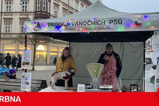 Kapři cítí bolest, míní aktivisté z Brna. Místo ryb nabízejí vánoční psy