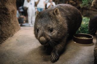 „Měl jsem co dělat, abych nespadl.“ Jak to chodí u vombatů v pražské zoo - Seznam Zprávy