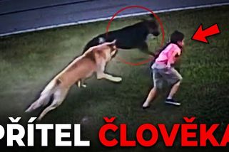Tohle je důvod, proč je milujeme: Psi, co zachránili páníčky | Minuty do katastrofy