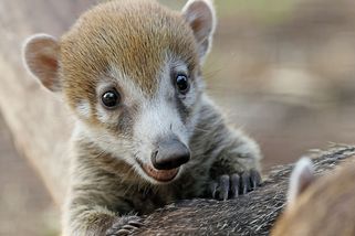 Poprvé v novodobé historii. Plzeňská zoo odchovala trojčata nosálů bělohubých - Novinky