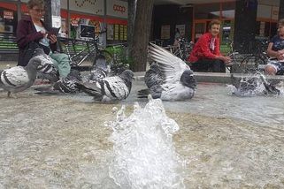 Šumperk zakázal krmení holubů. A plivání