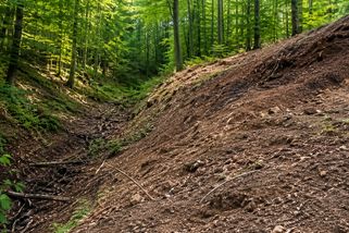 Dva roky upravoval terén ve vlastním lese. Pak přišla pokuta 290 000 Kč - Médium.cz