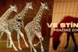 Bobek nebyl jediný. V pražské zoo padají po skandálu se šikanou další hlavy - Seznam Zprávy
