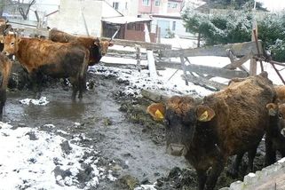 Strádající zvířata bez přístřešku a vychrtlý poník. Nic závažného, rozhodla úřednice - Novinky