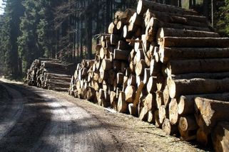 Šéf vojenských lesů: Ceny dřeva jsou oproti covidu poloviční - Seznam Zprávy