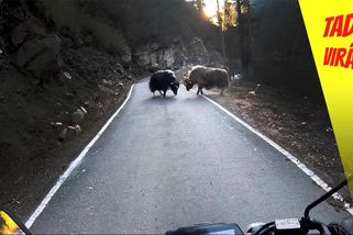 Motorkář vjel do rvačky zvířat. Ti mu zablokovali cestu a ještě jí pokadili | Tady virál