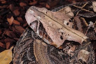 Zuby měřící 5 cm a obrovská dávka jedu. Zmije gabunská patří k nejmohutnějším jedovatým hadům - Médium.cz