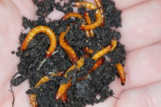 Jak se zbavit drátovce: díky snadným fíglům ve vašich bramborách řádit nebude