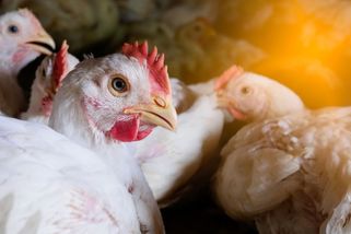 Slepice se proklovala do Guinnessovy knihy rekordů. Zvládla určit písmena i čísla - Novinky