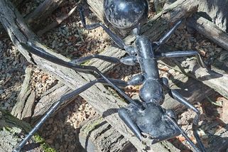 Plechoví mravenci v Zoo Praha přežívají generace. Návštěvníci je nechtějí ztratit - Médium.cz