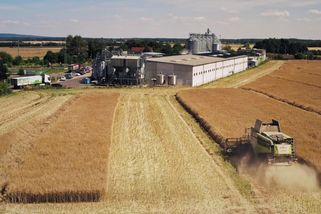 Český výrobce olejů varuje: Slabá sklizeň řepky vyžene vzhůru ceny - Seznam Zprávy