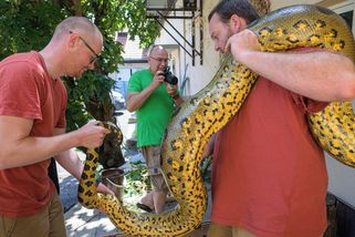 FOTO: Extrémním pachem se brání mohutné anakondy, kterým pražská zoo při stěhování vzala míry - Novinky