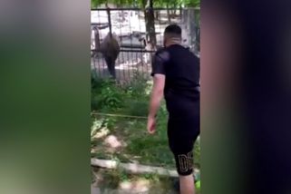 Návštěvník obtěžoval klackem takina. Brněnská zoo zveřejnila video | Novinky.cz: Domácí