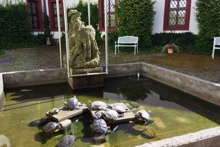 Vraťte želvu, natočila vás kamera, vzkázalo muzeum v České Lípě otci rodiny - Novinky