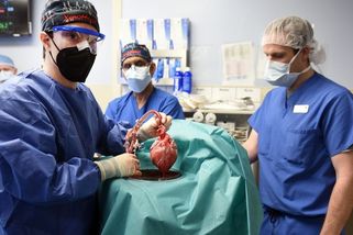 Zemřel pacient s transplantovaným prasečím srdcem - Novinky