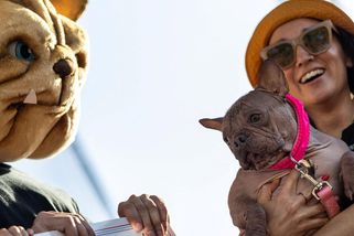 Nejošklivějším psem se stala fena francouzského buldočka, na holou kůži musí používat opalovací krém - Novinky
