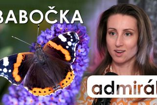 Babočka admirál: Mystický stěhovák s výložkami | Střípky poznání