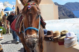 Oslíci na Santorini trpí pod obézními turisty: malebná tradice, nebo týrání zvířat v přímém přenosu? - Médium.cz