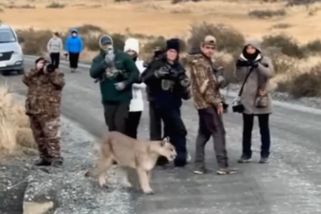 Are These Photographers Too Close to This Wild Puma?