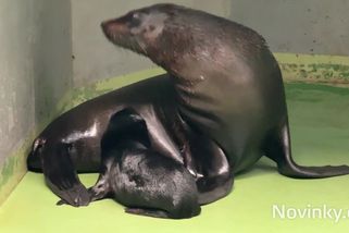 Pražská zoo má po sedmi letech nového lachtana, pravnuka legendárního Gastona - Novinky